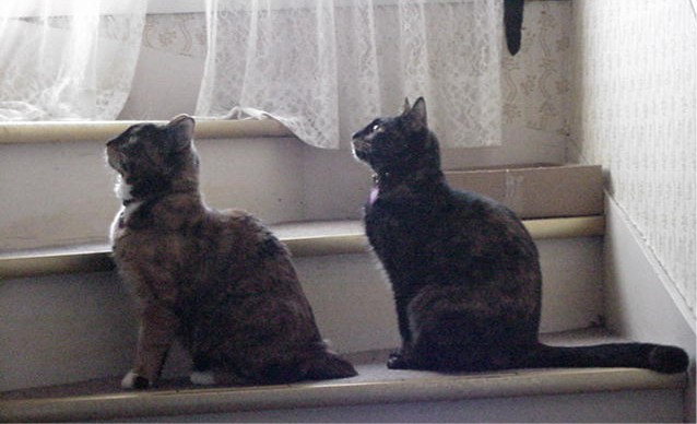 Gidget, left, and Tortie, right