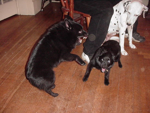 I love play fighting with Emmett! Don't we look vicious?