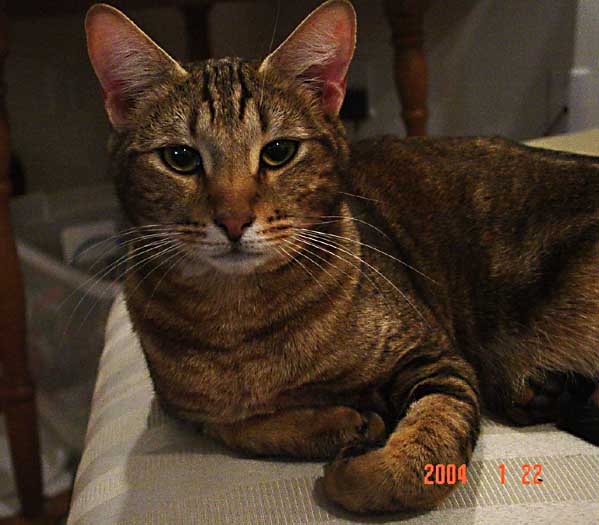 Anaya-the F3 Chausie