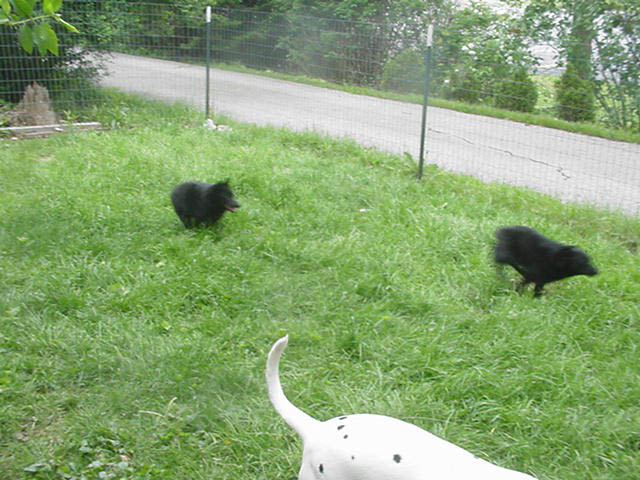 I love NASCARing in the yard with Phebe.