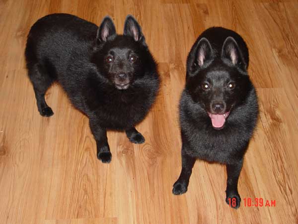 Emmett and Ausin