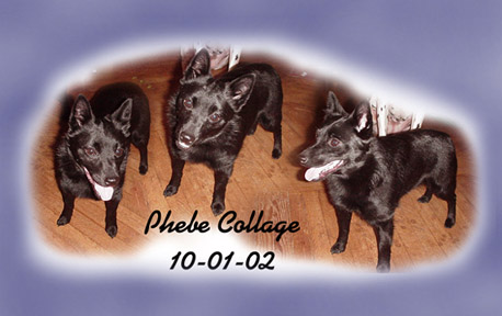 Phebe Collage