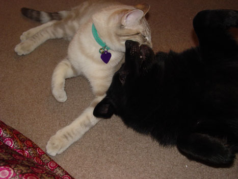 Bullet and Emmett
