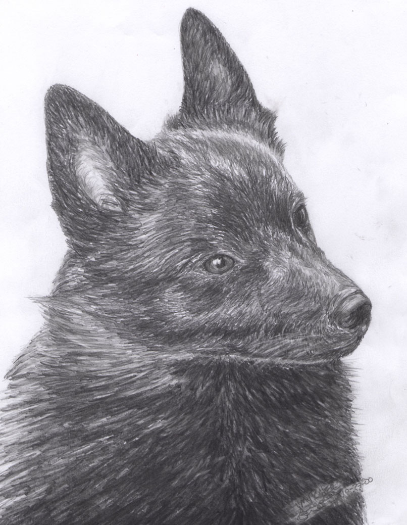 See me on the Schipperke page.