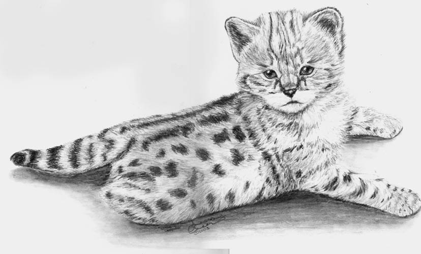 I'm on the cat's page.